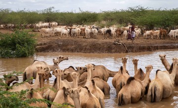 Spa day. Camels find relief at a water hole in Northern Kenya. Photo: Lisa Murray/Concern Worldwide