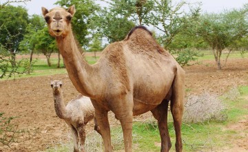 A couple of curious Camels in Chad. Photo: Kieran McConville