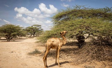 A camel stands on the outskirts of Elgade, North Horr sub-county, Marsabit. Photo: Ed Ram/Concern Worldwide