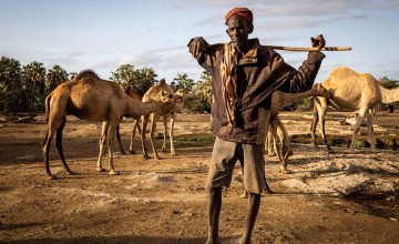 Molu Elema with his Camels near North Horr in Marsabit. Photo: Ed Ram/Concern Worldwide
