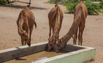 Pakistani camels quench their thirst near Umerkot in Sindh District. Photo: Black Box Sounds/Concern Worldwide