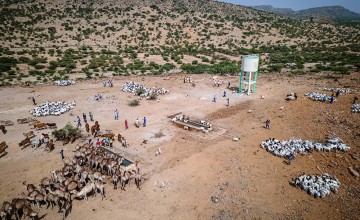 Camels gather for an important in-person meeting at a water point in Somaliland. Photo: Ed Ram/Concern Worldwide