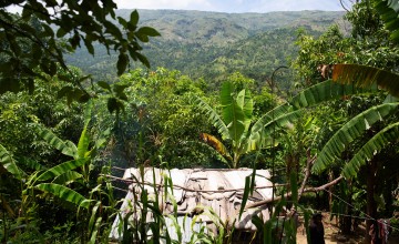 Landscape of mango fields in Haiti