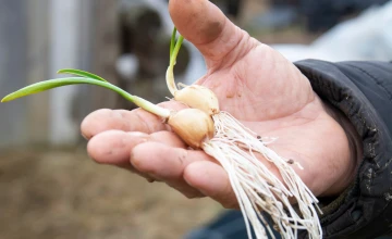 Ivan's garlic became hugely successful due to its unique flavour profile. Photo: Iryna Kotelnykova / JERU