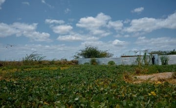 The BRCiS consortium aims at empowering farmers to manage both crop cultivation and livestock care. Photo: Concern Worldwide