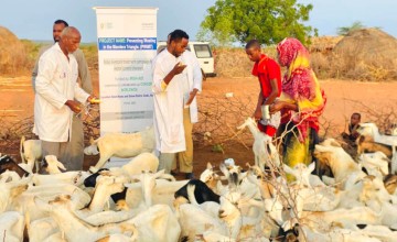Mass livestock vaccination campaign in Dollo, Ethiopia. Photo: Abdinasir Hassan/Lifeline Gedo.