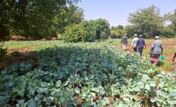 Newly cultivated farms by the trained groups in Mandera, Kenya Photo: Concern Worldwide.