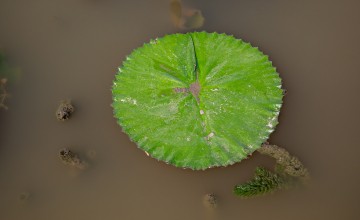 A single green lotus leaf floats on still, murky brown water, with small aquatic plants surrounding it. The leaf has a natural split and patches of mud on its surface.