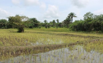 A Yoti Yoti Inland Valley Swamp (IVS), Tonkolili District. Photo: Charlotte Woellwarth/Concern Worldwide.