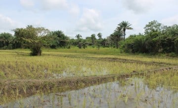 A Yoti Yoti Inland Valley Swamp (IVS), Tonkolili District. Photo: Charlotte Woellwarth/Concern Worldwide.