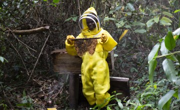 A man in a bright yellow beekeeping suit holds some honeycomb covered in bees.