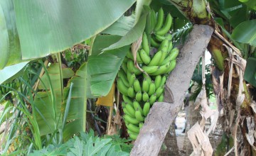 Along the Shire River, bananas are planted across approximately 60% of ZCRA target communities to support food security, income generation, and riverbank stabilization. Photo: Gift Mwembe, Concern Worldwide.