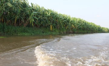 Banana cultivation along the Shire River is implemented as a nature-based solution to control riverbank erosion. Photo: Gift Mwembe, Concern Worldwide.