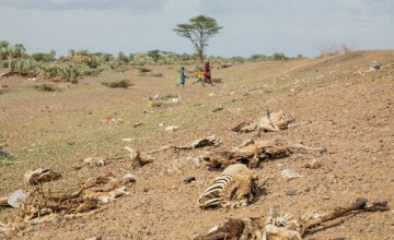 A dry, barren landscape scattered with numerous animal skeletons and bones stretching across the foreground. The ground is dusty and sparsely covered with short patches of grass. In the distance, a few people walk together across the open terrain, moving toward a lone tree standing against the horizon. Palm-like vegetation appears further back, and the sky is partly cloudy above the wide, open area.