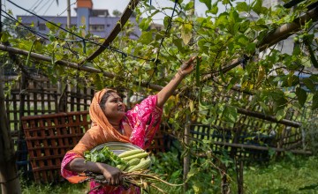 woman in Bangladesh reaches above her head to gather vegetables from a vine