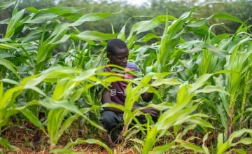 A man inspecting his maize crop