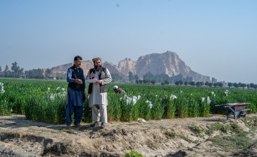 Seed production at an agriculture research farm, where wheat crop is cultivated with farm yard manure to promote the carbon farming technique. The seed stalks are coverered to ensure 100% purity. Photo: Concern Worldwide.