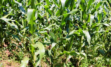 A maize field that is using liquid fertilizer from the biodigester. Photo: Concern Worldwide.
