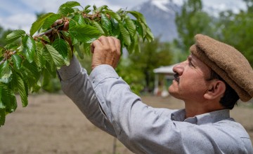 A programme participant in his climate resilient fruit orchard, Astore, Pakistan. Photo: Concern Worldwide.
