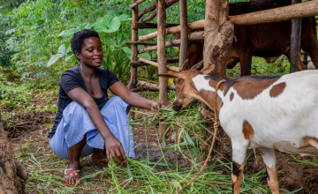 A woman wearing a blue top and skirt crouches down in front of her brown and white goat, feeding them fresh green grass.
