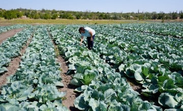 Maryna in her field with late-season cabbage, in Bila Krynytsia village, Mykolaiv region. Maryna received an agricultural grant from JERU after much of her land and equipment was damaged in the conflict. shows. Photo: Olena Horyacheva/UABSC