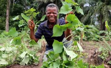 Joseph F. Wheh, a lead farmer of the farmers' group farm in Sand Community, Grand Bassa County. The farmers group have started cultivating orange sweet-flesh potatoes. Photo: Concern Worldwide.
