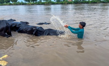 A boy splashes canal water onto his livestock to help them cool down during the extreme heatwave. Photo: Arif Shad/Concern Worldwide