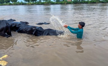 A boy splashes canal water onto his livestock to help them cool down during the extreme heatwave. Photo: Arif Shad/Concern Worldwide