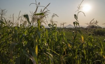 A field of winter maize on the floodplains of the Shire river in Nsanje district, Malawi.