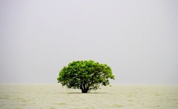A tree submerged in a Haor (a local term used to describe a wetland ecosystem). Photo: Sadia Hossain / Concern Worldwide.