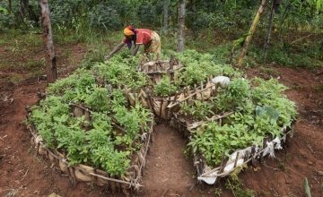 Victoria Macumi tending to her kitchen garden in Burundi