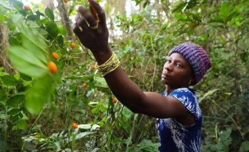 Adamsay Kougbo (25) picking 'Makrun' - orange wild fruits in the local forest. She is a participant of the LANN programme run by Concern Worldwide and Welthungerhilfe in Sierra Leone. Photo: Jennifer Nolan / Concern Worldwide.