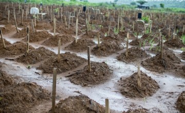 Some of the graves at Waterloo cemetery, just outside Freetown, the capital of Sierra Leone - one of two cemeteries in Western Area used for medical burials during the Ebola crisis. September, 2015. Photo: Kieran McConville, Concern Worldwide.