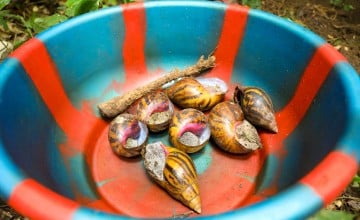 Wild edible snails taken off the forest floor by the Tawopaneh Women's Group, Sierra Leone