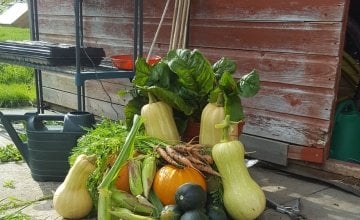 Despite taking on an overgrown plot, Tracey managed a great harvest in her first year