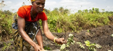 A programme participant at her farm plot on a rehabilitated swamp near her home in Magborkorr, Sierra Leone. Photo: Kieran McConville/Concern Worldwide.