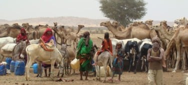 Herds gather around a watering point in West Darfur Sudan. Photo: Hussein Sulieman.