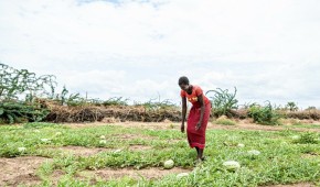 Regina has been growing maize, sorghum, spinach, cowpeas and watermelon following the desilting of the local canal and clearing of invasive bushes to free up land for food production. Photo: Natalia Jidovanu/Concern Worldwide.