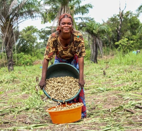 A woman stands in a harvested field, pouring freshly harvested groundnuts from a large basin into a smaller container. Palm trees and lush vegetation surround the field in the background.