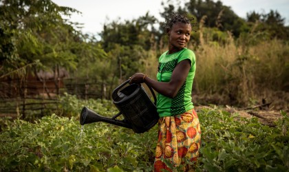 Irene waters the aubergines in her community’s vegetable garden in Pension, Manono Territory. Photo: Hugh Kinsella Cunningham/Concern Worldwide