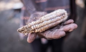 A hand holding a sheath of rotten maize