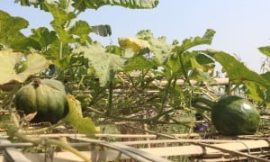 The top of a kitchen garden in Cox&#039;s Bazar, Bangladesh, the largest refugee camp in the world.