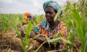 Mwanaesha tends to a plot of maize in Makere village in Kenya. Photo: Lisa Murray/Kerry Group/Concern Worldwide