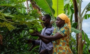 A couple in Rwanda pick fruit in their garden