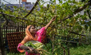 woman in Bangladesh reaches above her head to gather vegetables from a vine