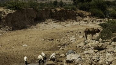 A dried up river bed near Carracad, in western Somaliland. Usually the river flows during the wet &#039;Gu&#039; season. However, reduced and failed rains in 2019 have left cattle and goats and local villagers to depend on a local well. Photo: Eamon Timmins/Concern Worldwide