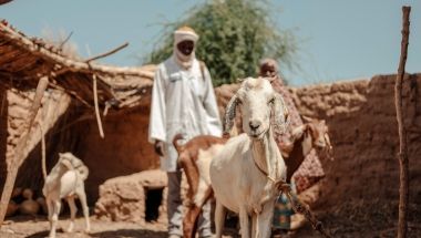Hassana Mahamadou (30) and the Veterinary auxiliary/Community animal health worker, Ibrahima Oumarou checks the health of the goat. Each beneficiary received a goat to increase their income, Niger. Photo: Ollivier Girard/Concern Worldwide.