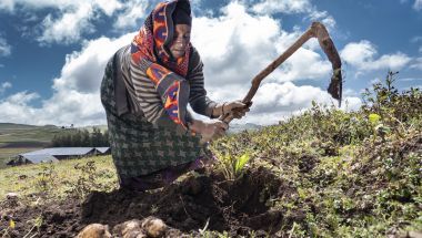 Ethiopian farmer harvests potatoes on her land