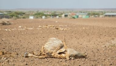 Dead livestock across a barren landscape, Kenya. Livestock resilience has been worn down over four successive droughts. Photo: Gavin Douglas/Concern Worldwide