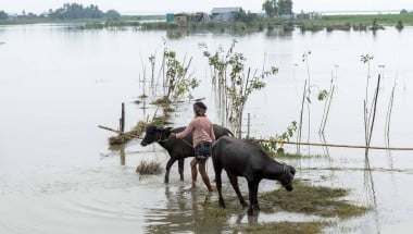 The land lies drowned beneath floodwaters, leaving scarcely a patch of grass for grazing. For the people of the chars, their very existence is woven with the animals they raise. In times of flood, their greatest concern is not only for their homes but for the survival of these creatures, hurriedly seeking higher ground where they might find refuge from the rising waters. Photo: Saikat Mojumder/Concern Worldwide